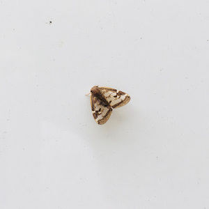 Meet your Posher, Abigail